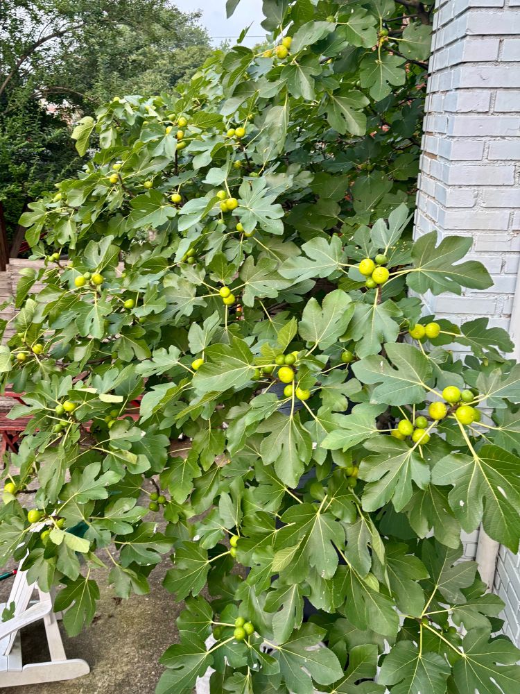 Green figs growing on a tree next to a light blue house