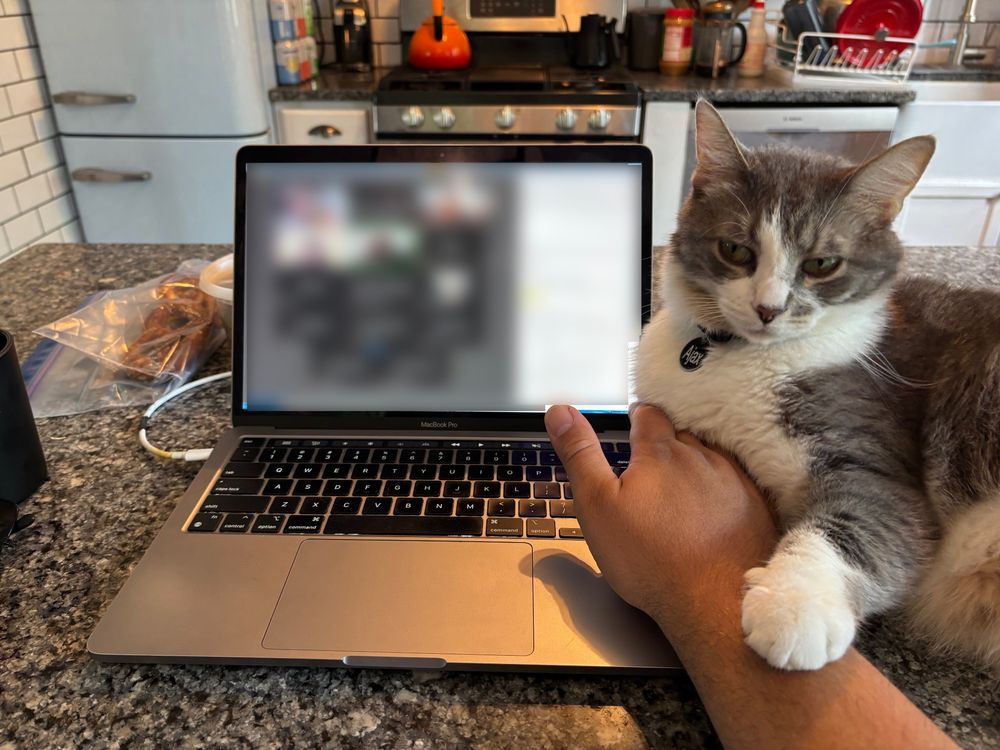 Grey and white cat sits to the left of a silver laptop with a paw on the user's arm. 