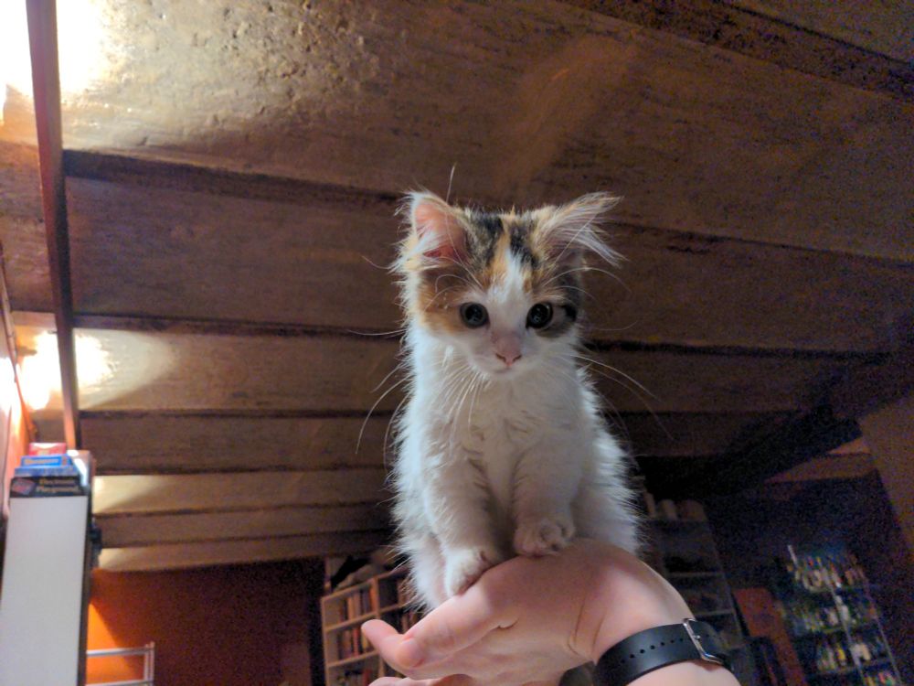 A calico kitten sitting in the palm of my hand