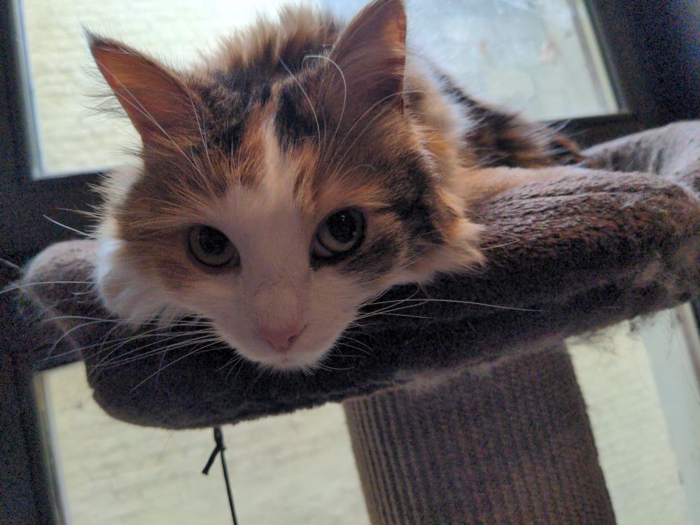 A floofy calico peeks over the side of a cat bed