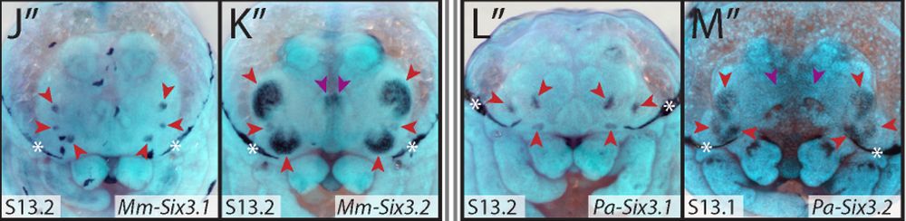 Colorimetric in situ of Six3 expression in Marpissa muscosa and Pardosa amentata embryos