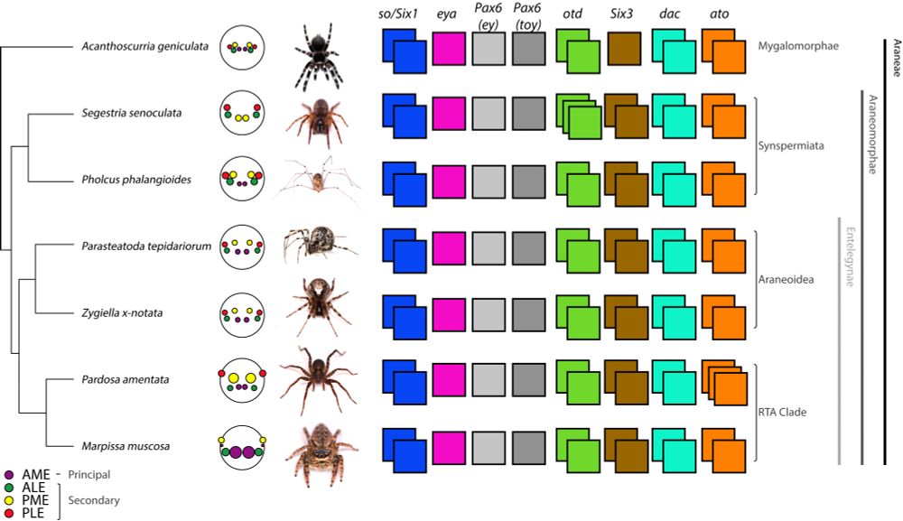 A phylogeny of seven spiders with their eye arrangements and retinal determination gene repertoires