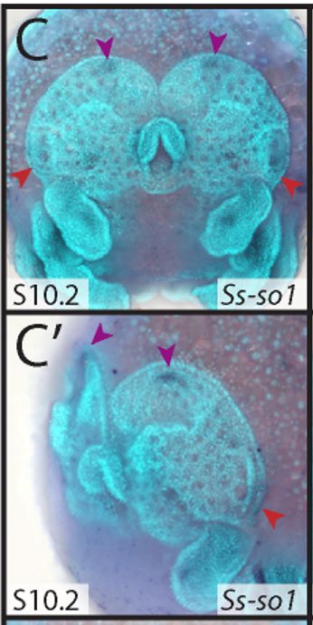 Colorimetric in situ hybridisation of sine oculis expression in Segestria senoculata embryos