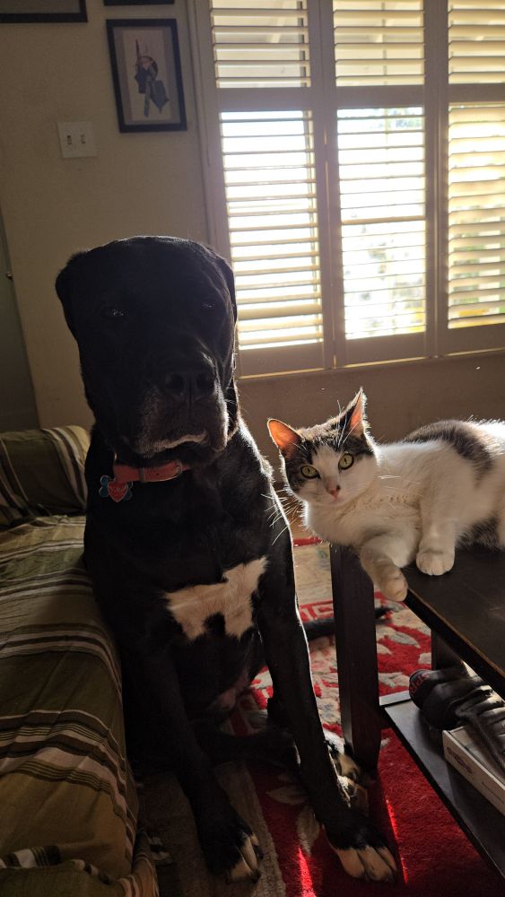 A large black dog with a white blazer on her chest and white toes sits on the floor. A white cat with Grey markings lays next to her, on a table. Both are staring intently at the camera. 
