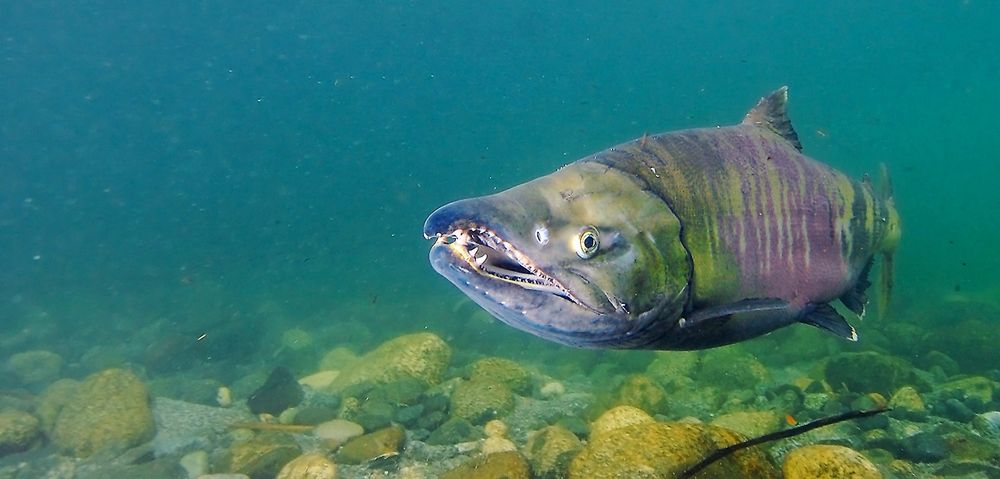 A closer photo of a male chum salmon, showing more of their blue green colors with redish stripes down its sides and more blue colored beak, swimming near a rouch rock river bed