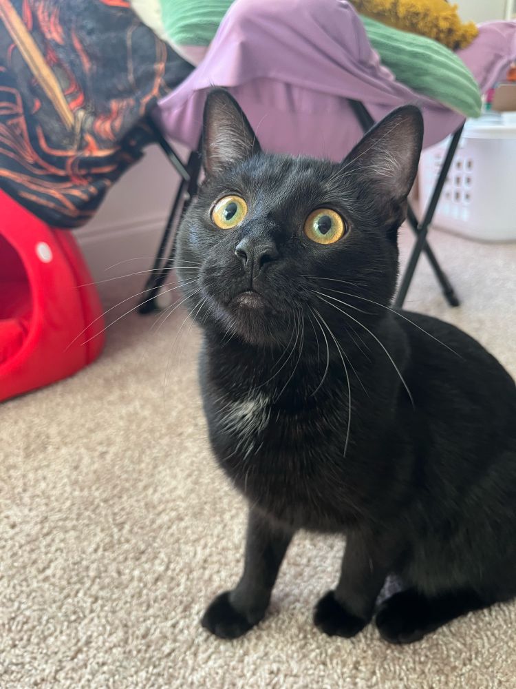 my black 10-month-old cat named Percy looking into the camera