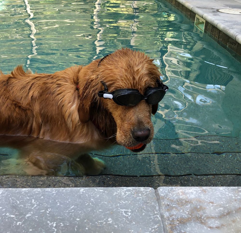 A silly golden, in the pool with goggles on and her favorite ball in her mouth. 