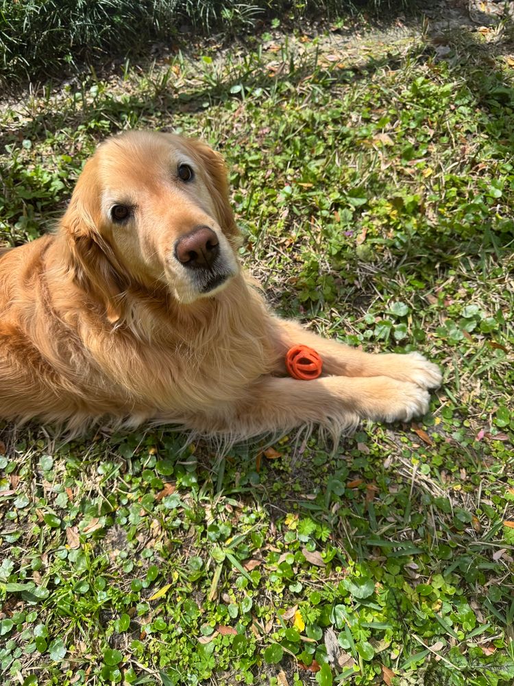 Tupelo the golden retriever waits patiently for me to throw her favorite ball. 