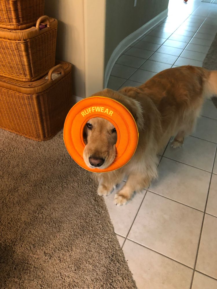 Tupelo holds an orange toy ring over her face so she can see through the hole. 