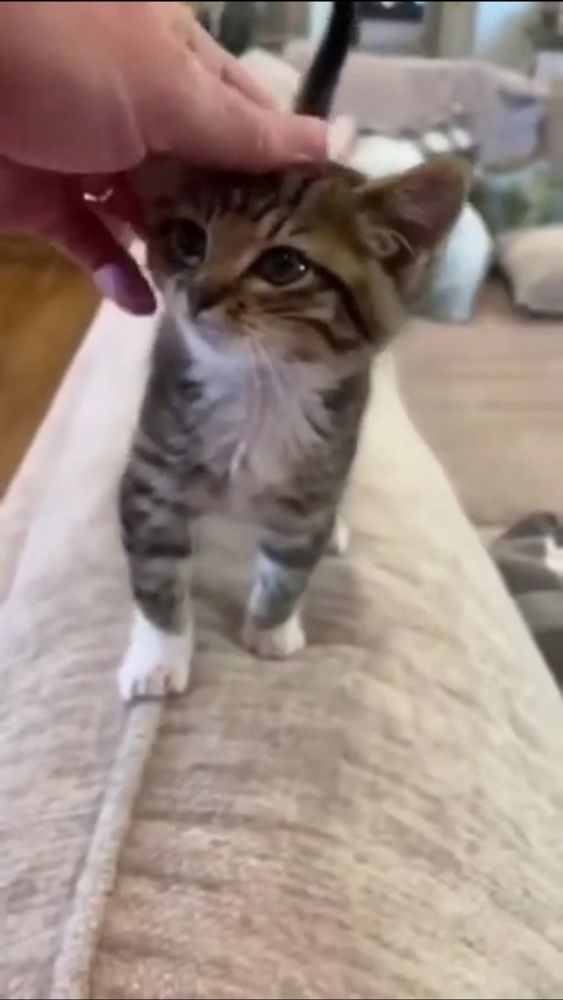 Daily Cats (@catoftheday.inc) has created a short video on TikTok with music original sound. |