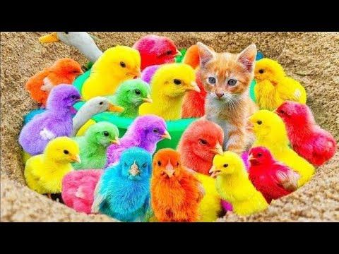 normal kitten not fitting in at all and surrounded by intensely fluorescent-colored birds in a hole in the sand