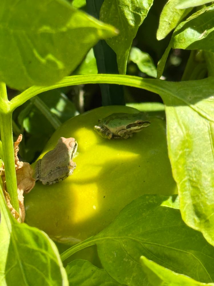 Two small green tree frogs sit on a flat green pepper surrounded by leaves 