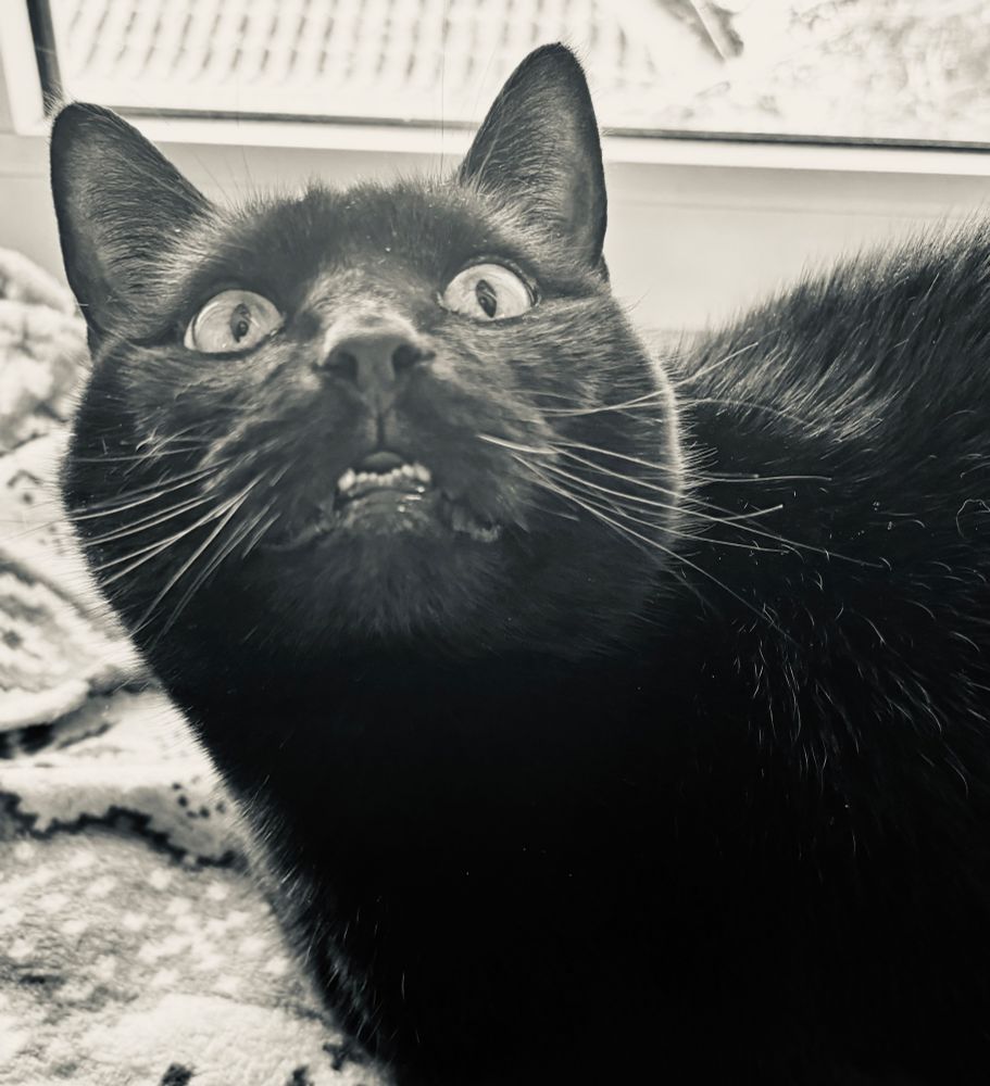 Black and white photo of a black cat