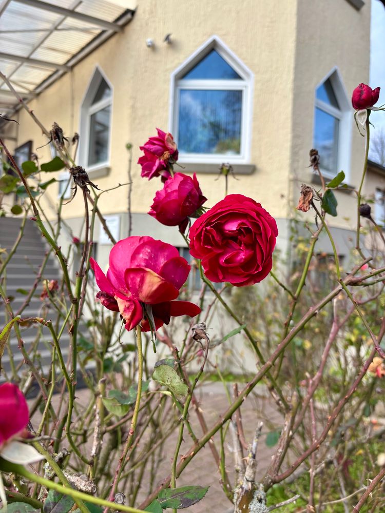 A few small red roses starting to wilt 