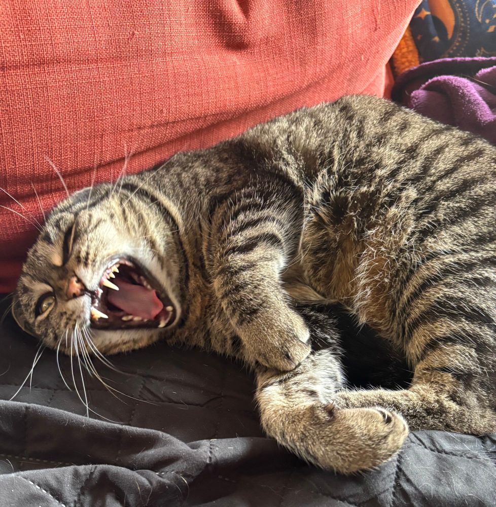 A yawning cat with a big mouth