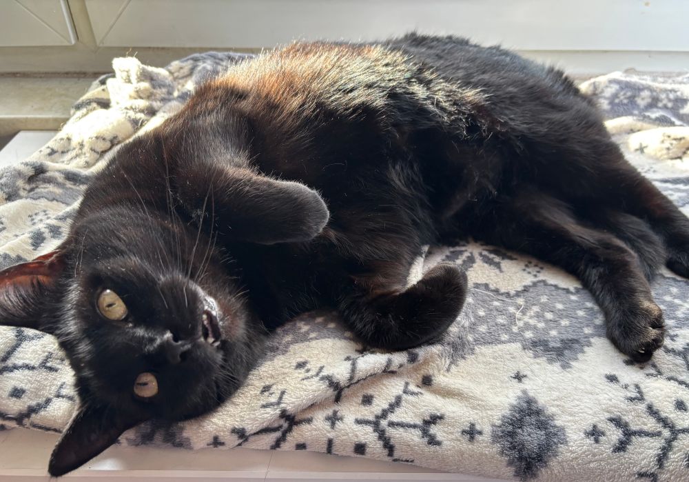 A black cat on a patterned blanket 