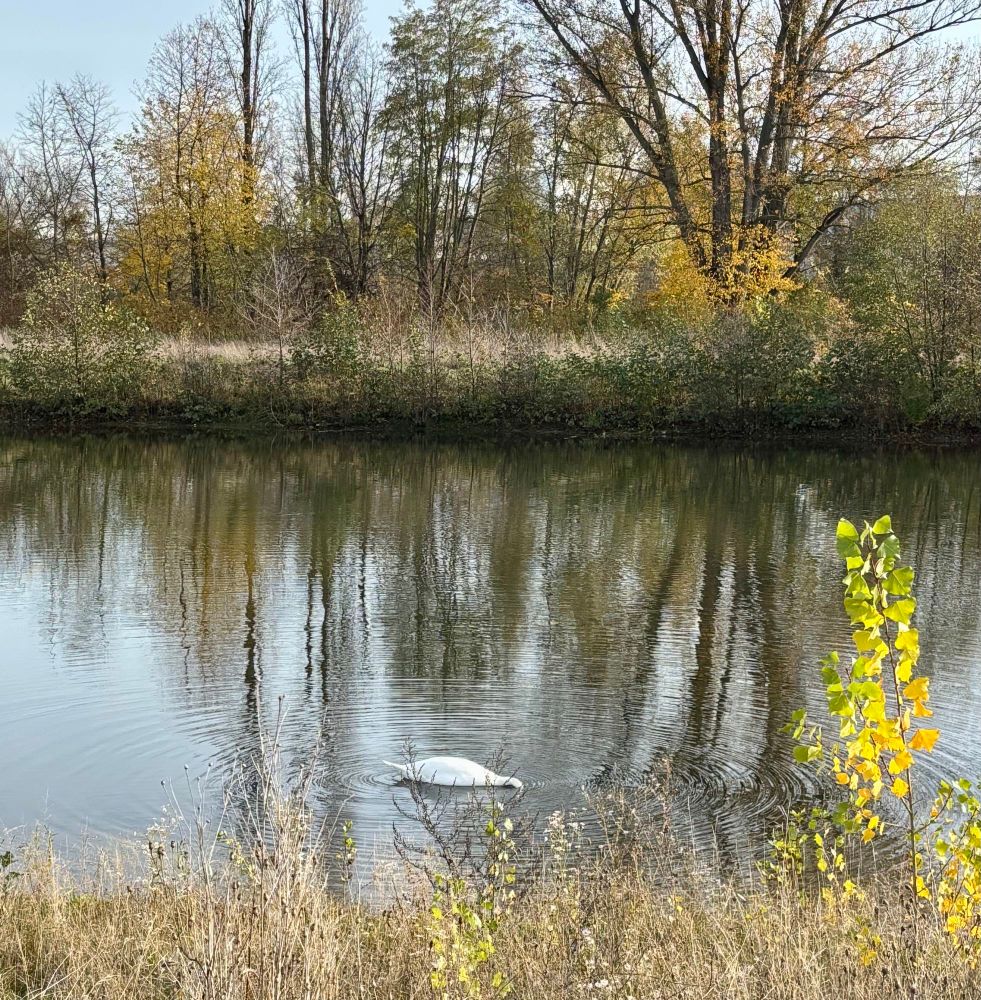 A swan diving under the water so all you can see is his back and tail