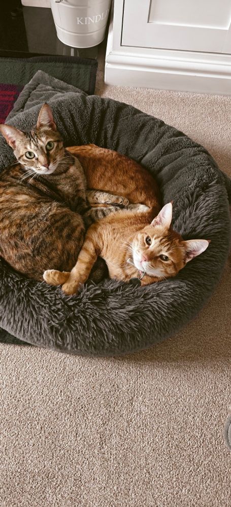 My two cats in a furry grey bed, looking very cute and relaxed.