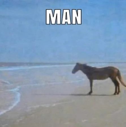 the meme image of the horse on the beach staring at the ocean with the block text caption "MAN"