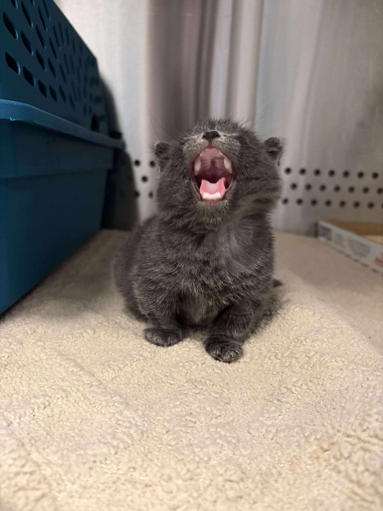 A small grey kitten meowing so big you can see he doesn’t have teeth yet 