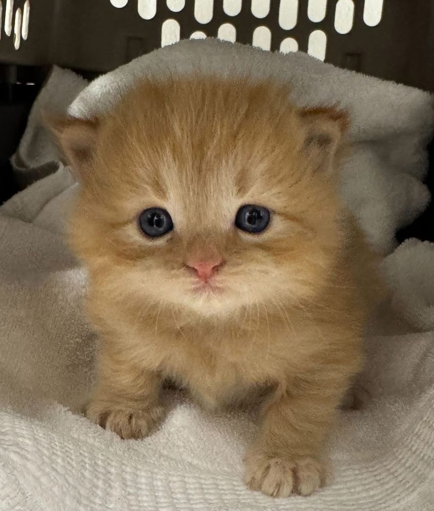 A 2 week old orange fluffy kitten 
