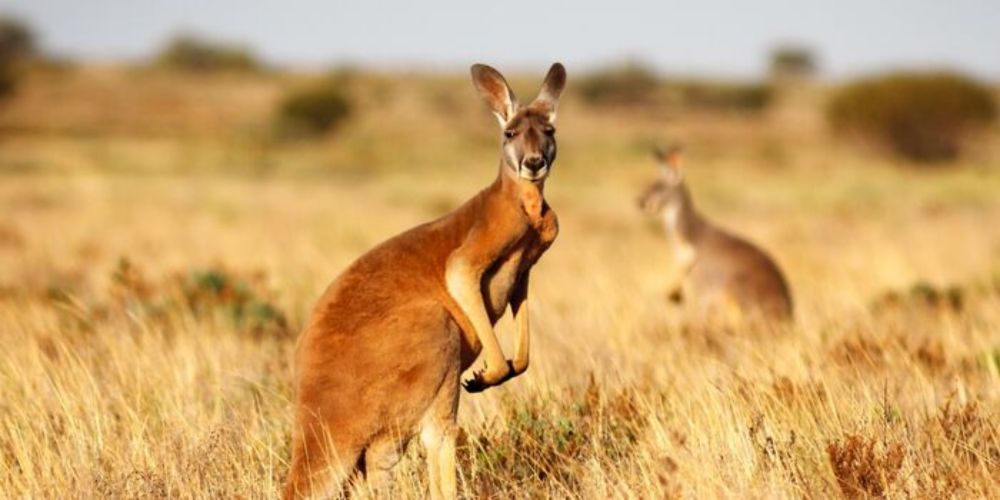 Sign Petition: Two Million Kangaroos Slaughtered to Produce Expensive Soccer Shoes. End the Cruelty Now.