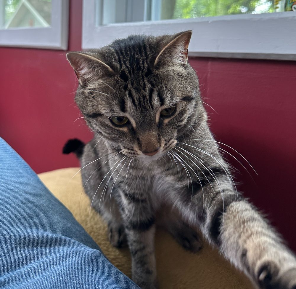 a picture of a tabby cat, pawing at something just out of frame on the bottom right of frame. she is obviously interested in whatever it is, it is my wristband from Movement. The walls behind her are a deep maroon and there are two windows with green foliage in the background
