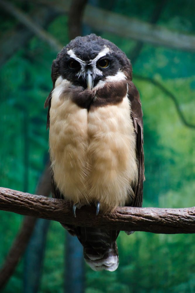 An owl with a soft pinkish belly sits atop a branch and peers at the camera. 
