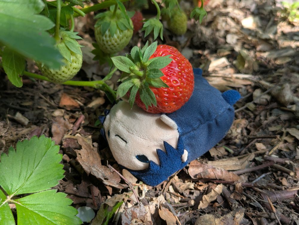 Sherlock noru on his back with a big strawberry on his stomach 