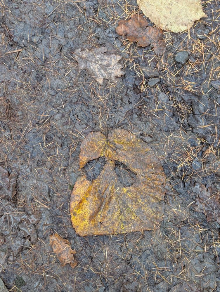 Leaf on the muddy ground with two holes in it that kind of look like eyes 