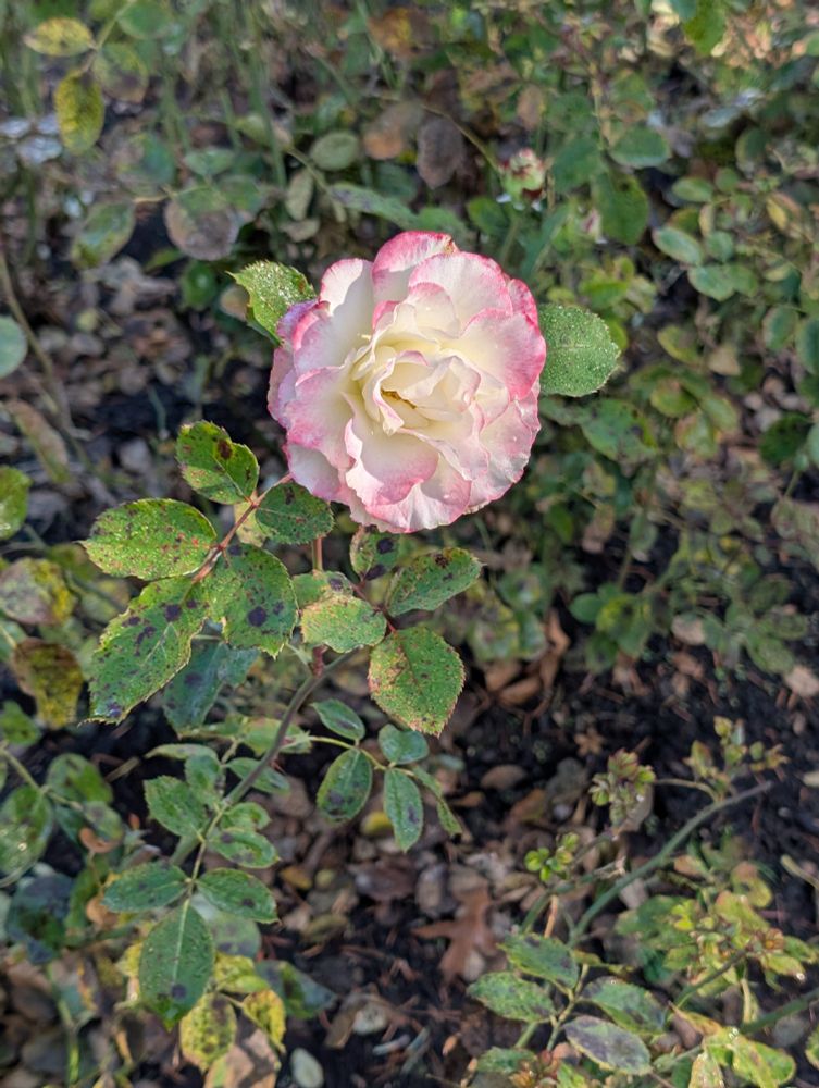 White rose with pink-edged petals, covered in morning dew