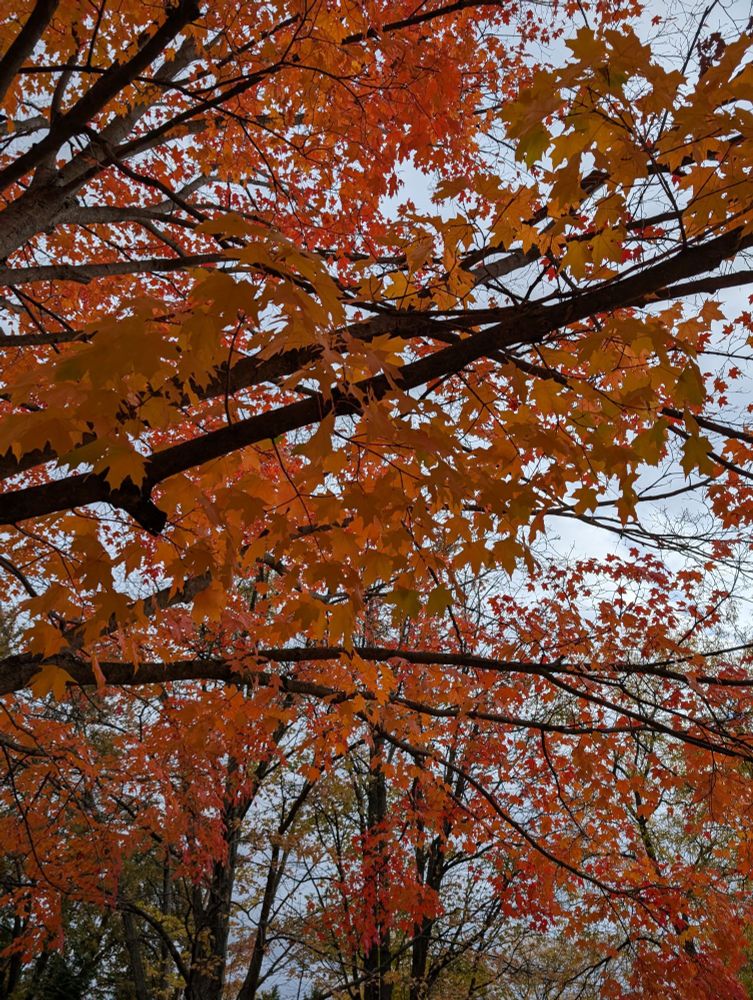 The underside of maple tree branches with bright red-orange leaves against a gray sky. 