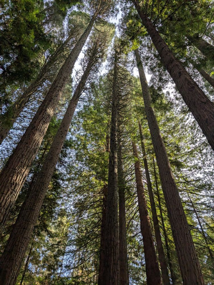 redwood trees viewed from the bottom