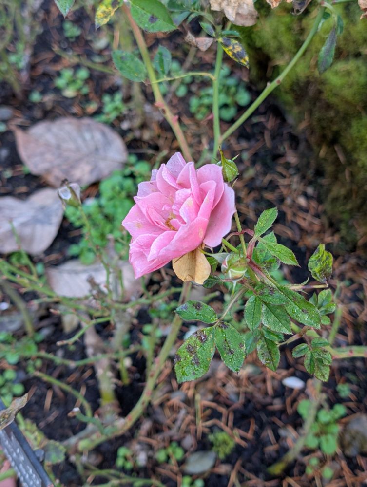 blushing pink rose in full bloom