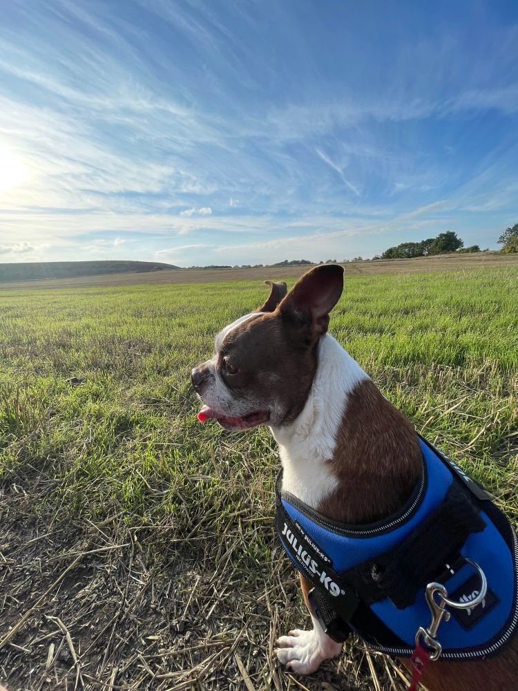 Leo our Boston terrier. The best soul, he’d bark at the wind and we’ll miss him dearly.
