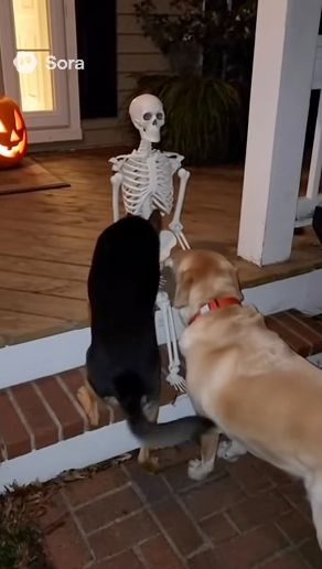 En stillbild från ett kort AI-genererat videoklipp där två hundar, en ljus och en mörk, går fram och luktar på ett plastskelett på en veranda. Efter ett tag rycker skelettet till vilket skrämmer hundarna. 