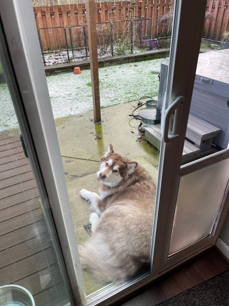 Wooly Malamute on the back deck enjoying a small covering of snow