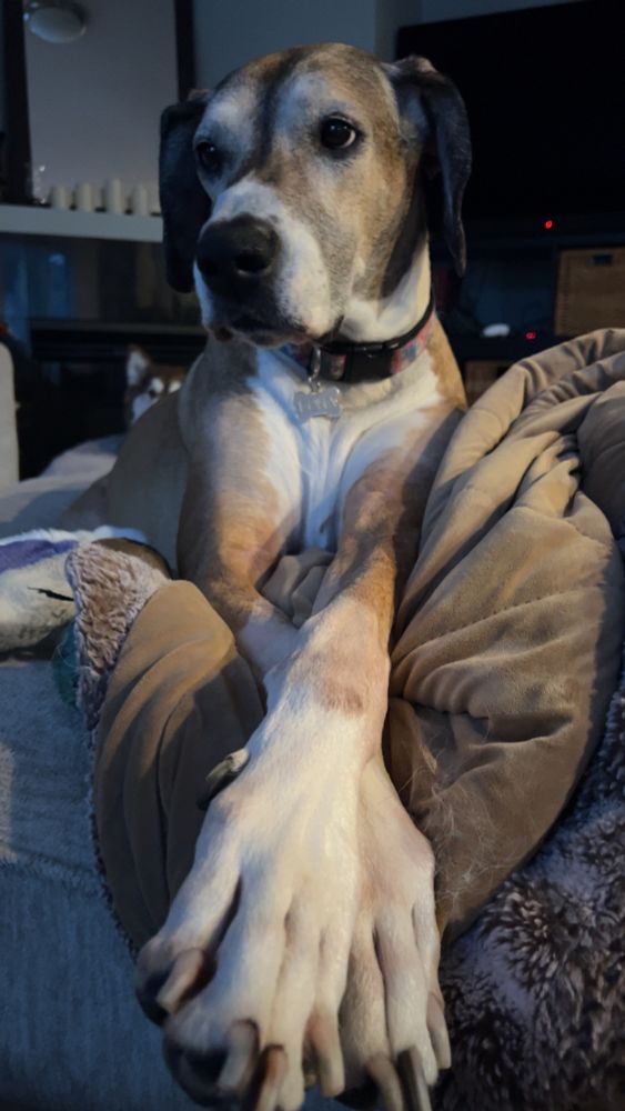 Great Dane sitting atop a plush ottoman and blankets with her front legs crossed