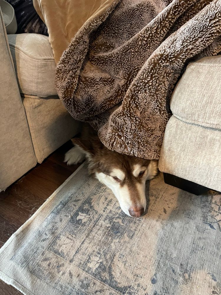 Freya the Malamute snuggles between the couch and ottoman covered in a blanket