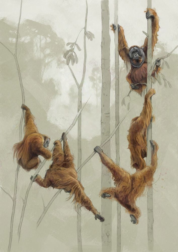 Illustration of an orangutan climbing a tree #orangutan #apes