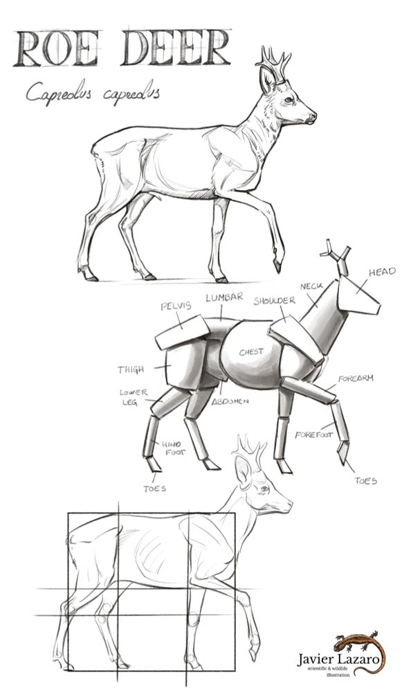 Three drawings of a drawing, from top to bottom: line sketch; volumes and anatomy; sketch with proportions