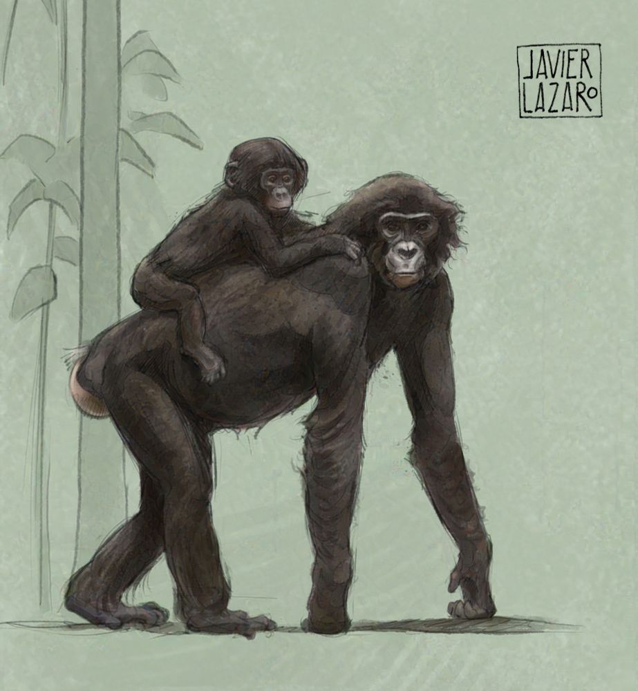 illustration of a female bonobo with baby