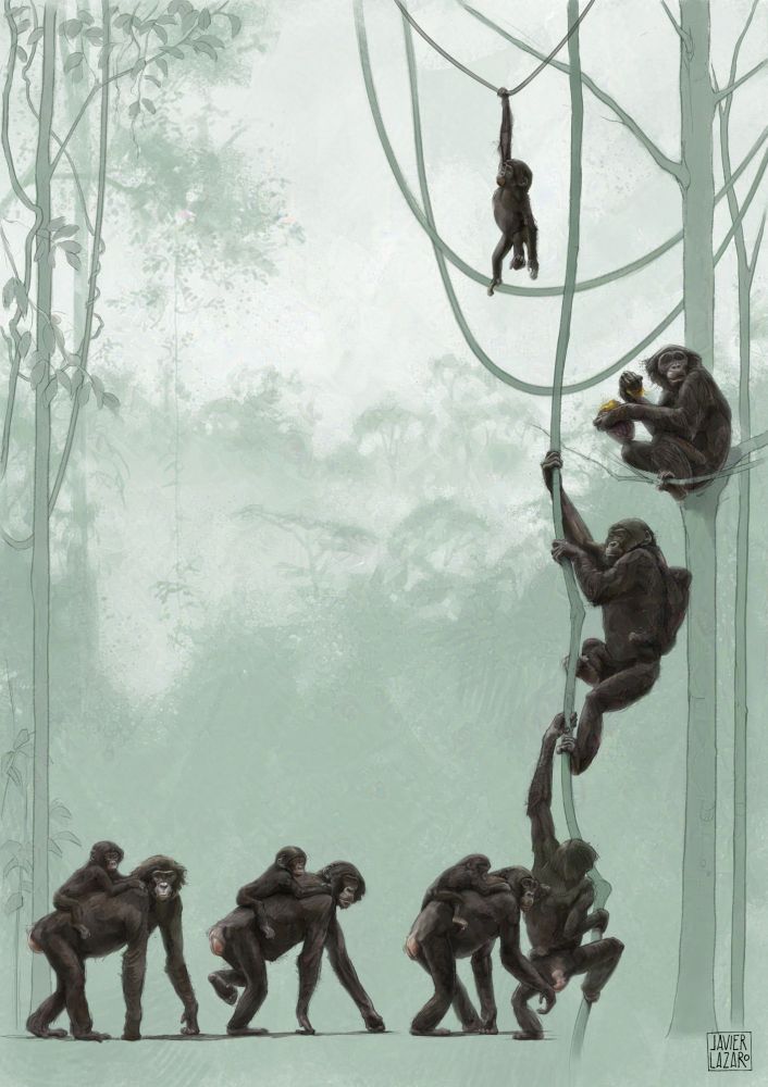Illustration of bonobos walking and climbing