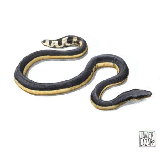Illustration of yellow-bellied sea snake (Hydrophis platurus)