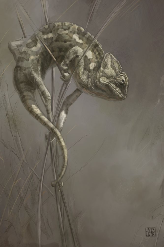Illustration of a chameleon #SciArt