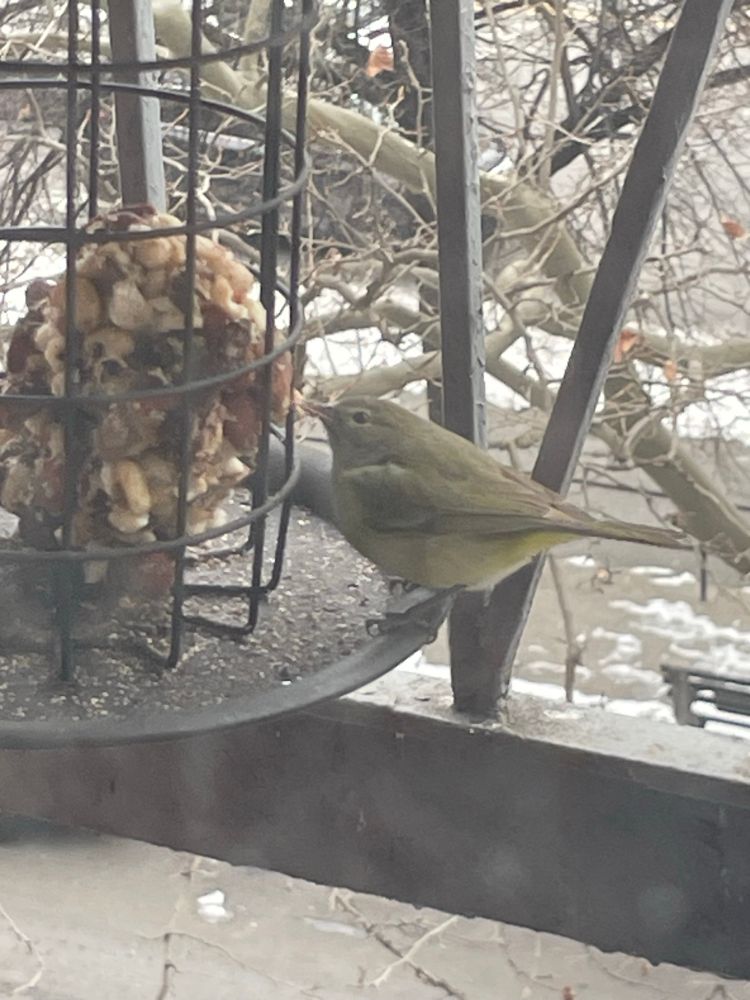 An orange crowned warbler on a metal bird feeder installed on a fire escape 