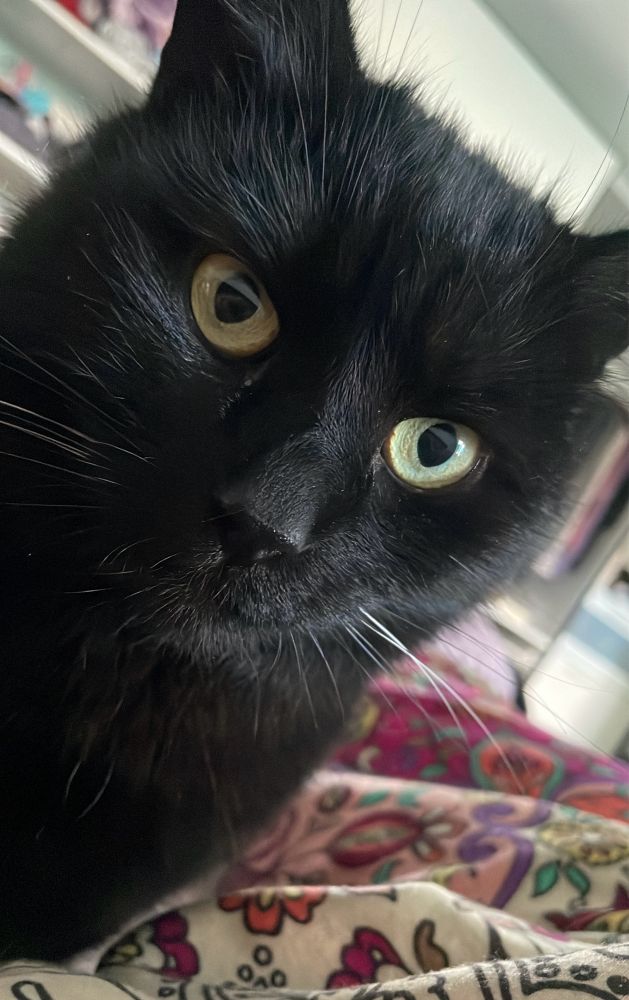 Schwarze Katze mit vorwurfsvollem Blick.