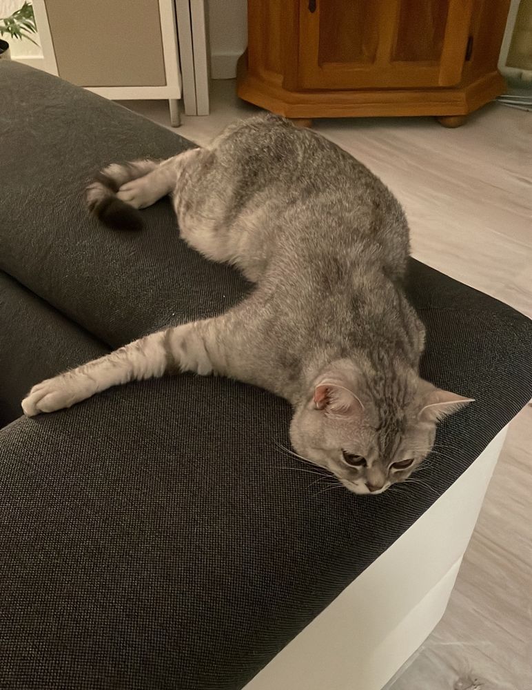 Weiß-grauer junger Kater liegt auf der Couchlehne