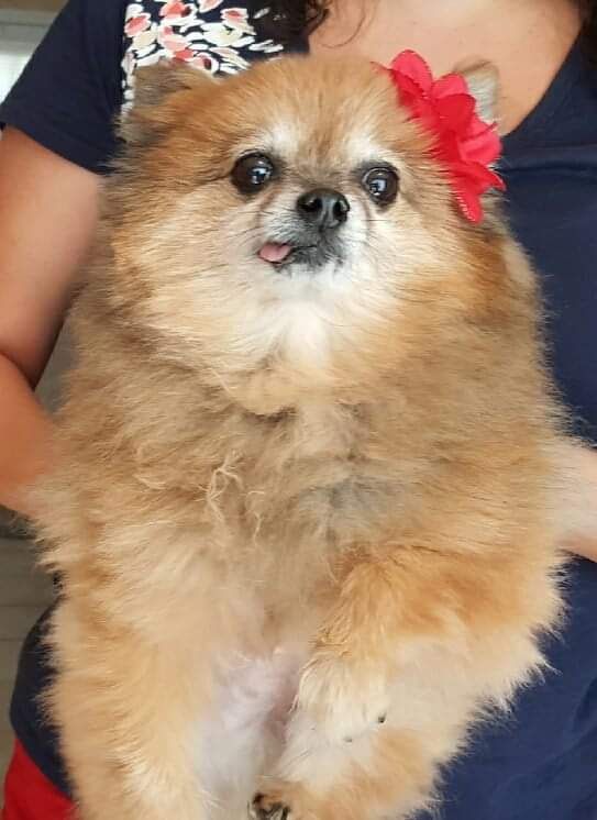 Elderly pomeranian sporting some side tongue for tongue out Tuesday