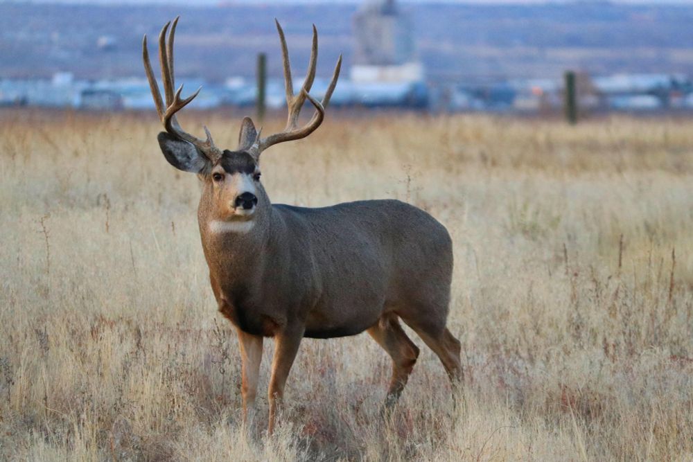 Mule deer buck in field